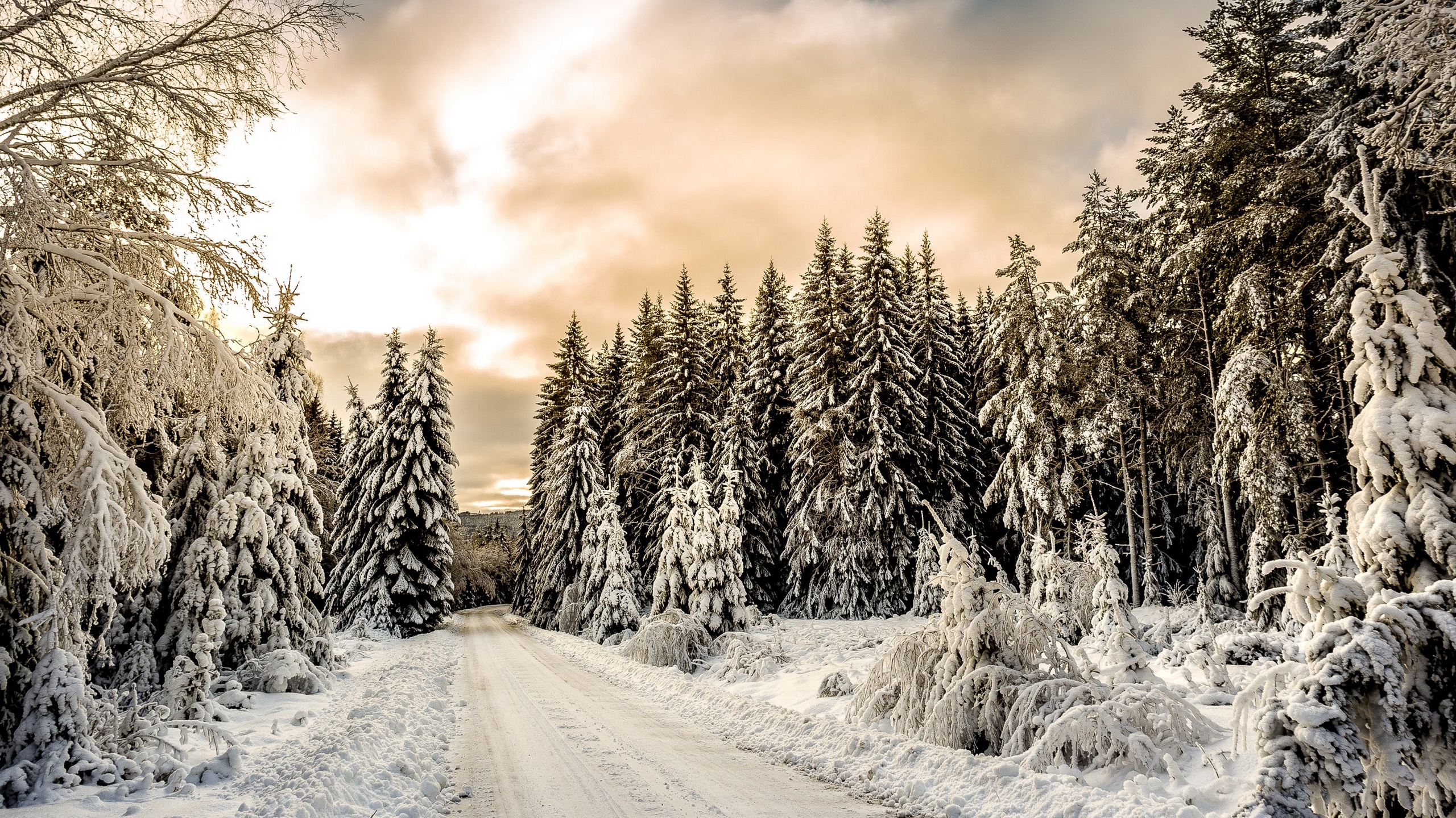 Natur Winter HD Wallpaper | Hintergrund