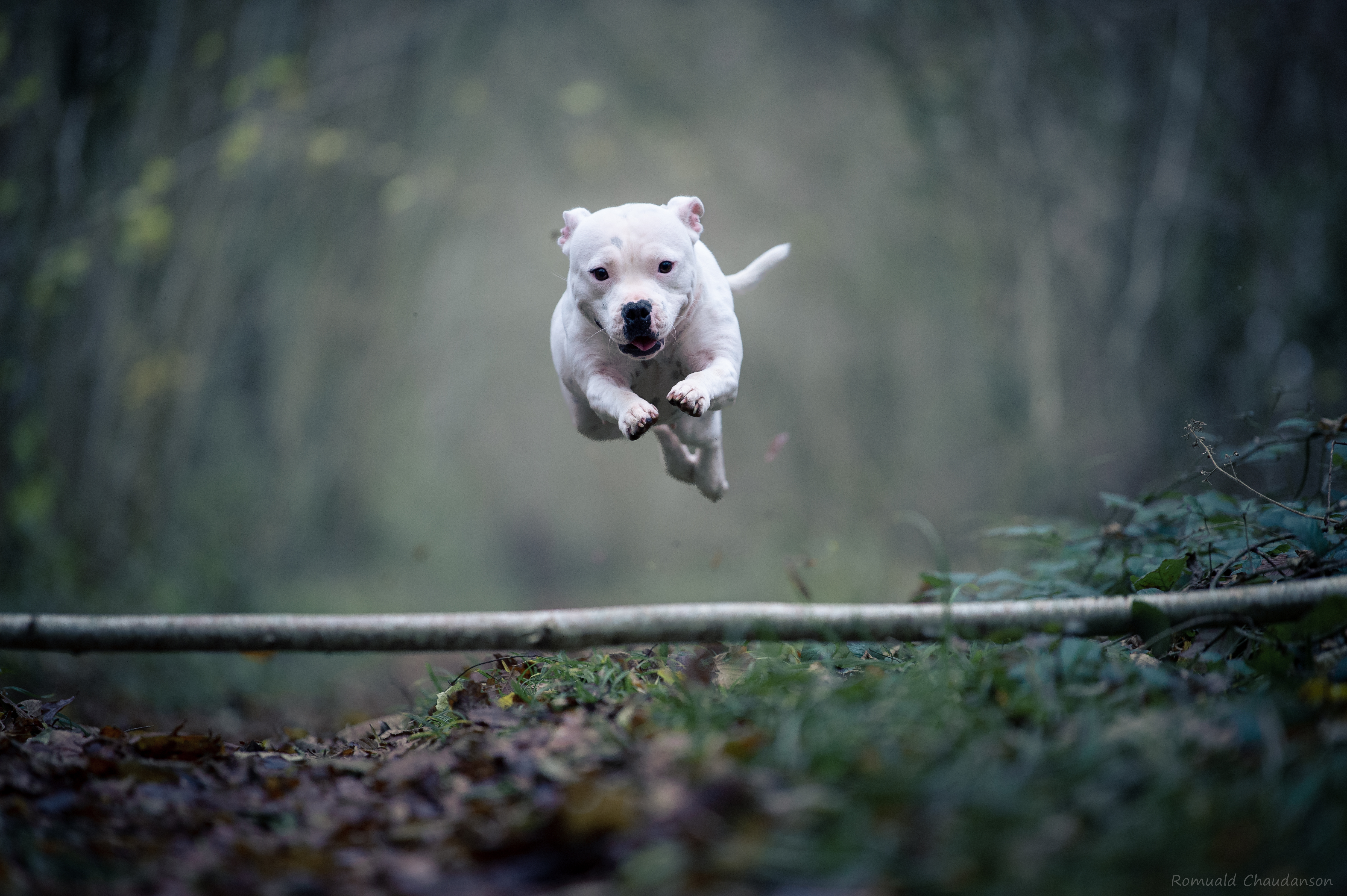 10+ Staffordshire Bull Terrier Fondos de pantalla HD y Fondos de Escritorio