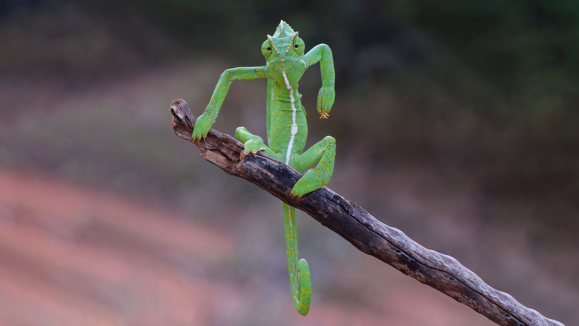 Download Animal Chameleon 4k Ultra HD Wallpaper