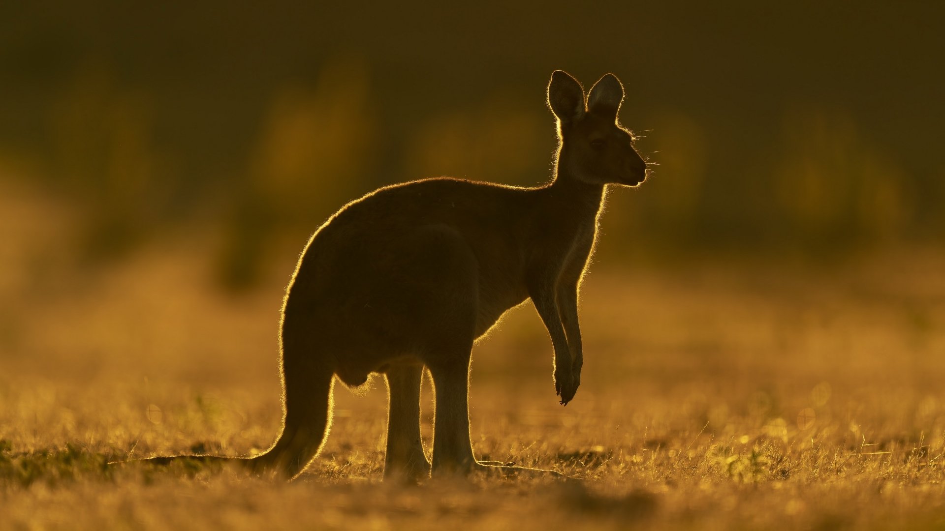 Silhouetted kangaroo at golden hour in a 4K Ultra HD PC desktop wallpaper, standing in a backlit grassy field.