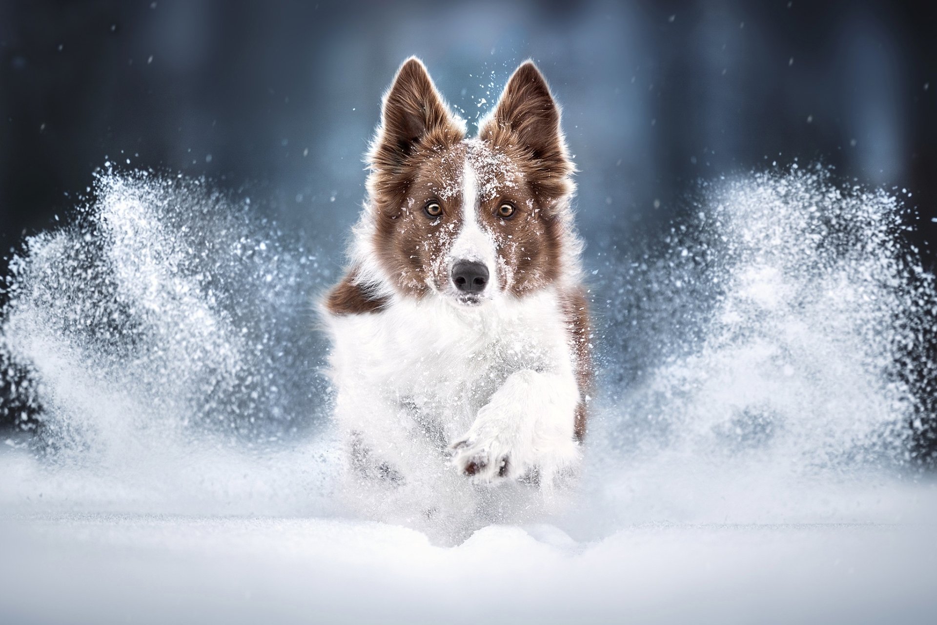 Download Snow Animal Border Collie HD Wallpaper