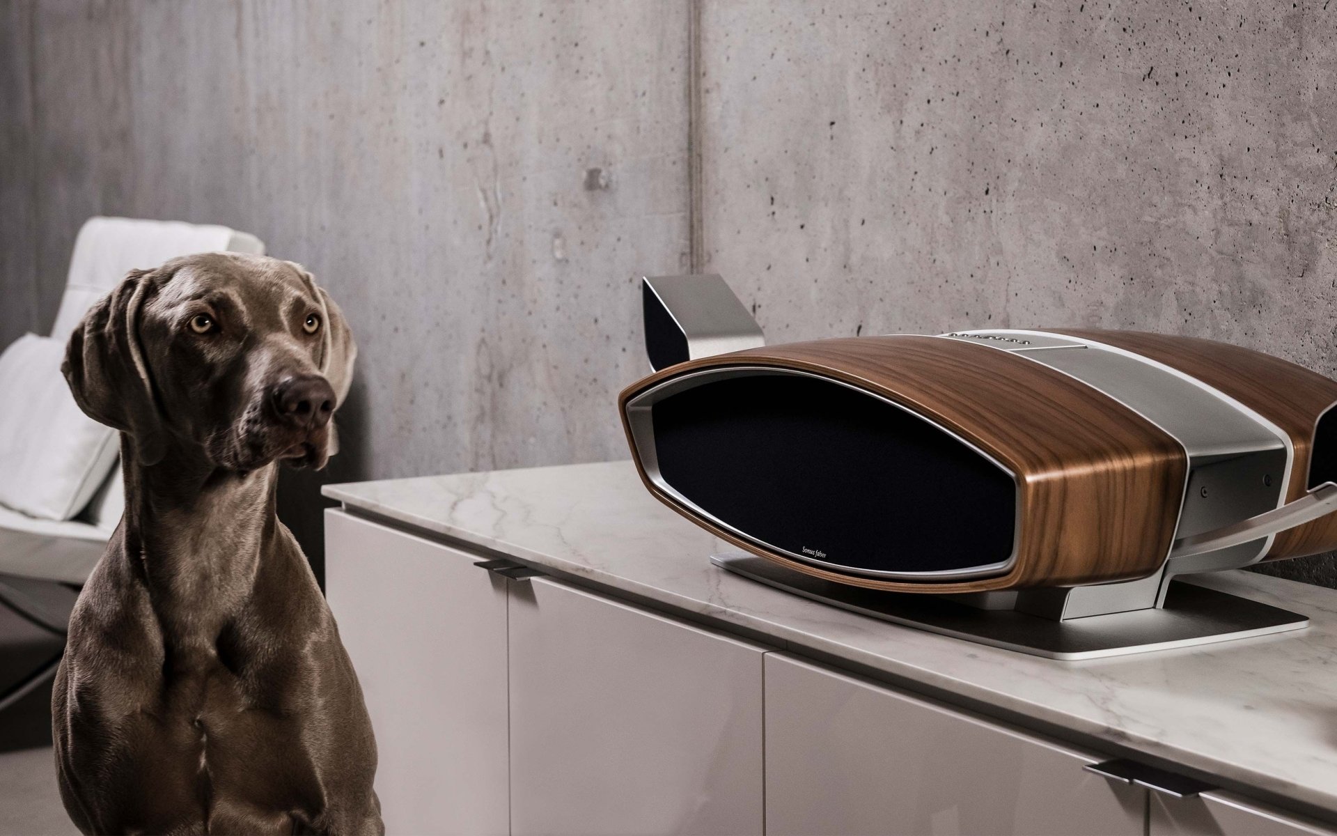 Weimaraner HD Wallpaper