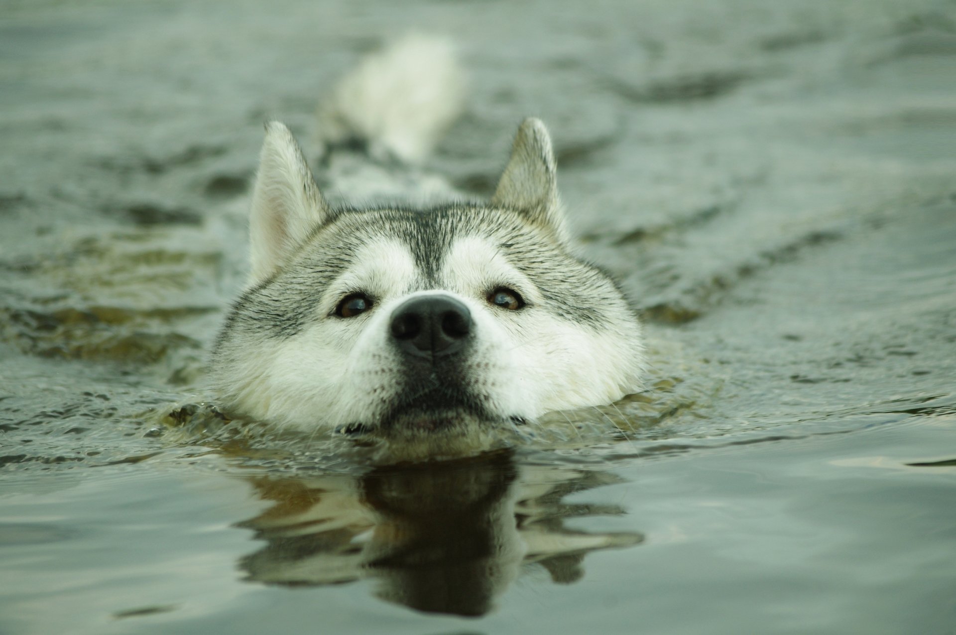 Download Animal Husky 4k Ultra HD Wallpaper