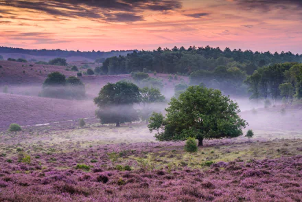 heather Netherlands nature fog HD Desktop Wallpaper | Background Image