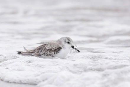 sanderling Animal bird HD Desktop Wallpaper | Background Image