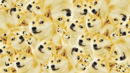 HD wallpaper featuring a collage of Doge, the Shiba Inu meme dog, as a vibrant desktop background.