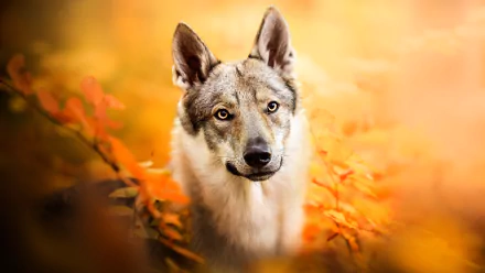 Animal wolfdog HD Desktop Wallpaper | Background Image