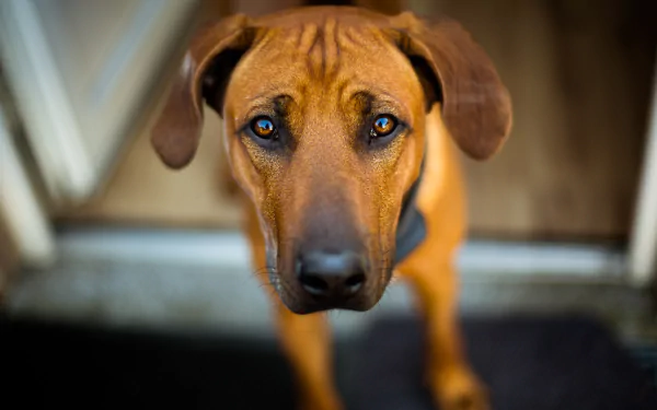 Animal Rhodesian Ridgeback HD Desktop Wallpaper | Background Image
