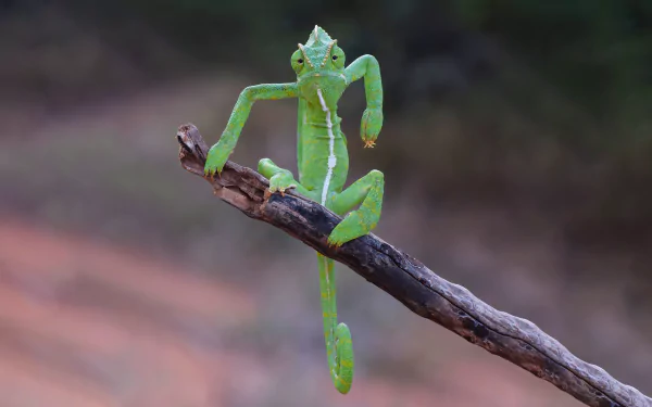 Animal chameleon HD Desktop Wallpaper | Background Image