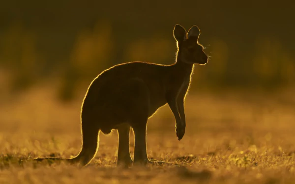 Silhouetted kangaroo at golden hour in a 4K Ultra HD PC desktop wallpaper, standing in a backlit grassy field.