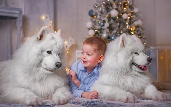 little boy samoyed dog photography child HD Desktop Wallpaper | Background Image