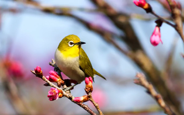 White-eye bird perched on pink cherry-blossom branch against a soft blue sky, vivid spring colors — 2K Quad HD PC desktop wallpaper/background.