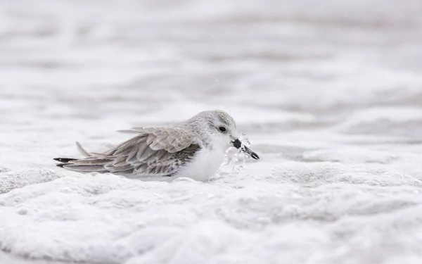 sanderling Animal bird HD Desktop Wallpaper | Background Image