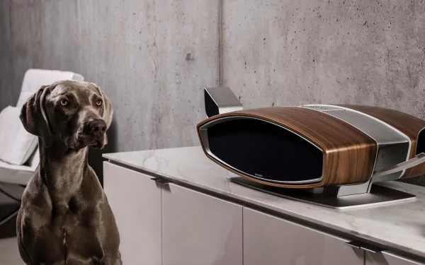 Animal weimaraner HD Desktop Wallpaper | Background Image