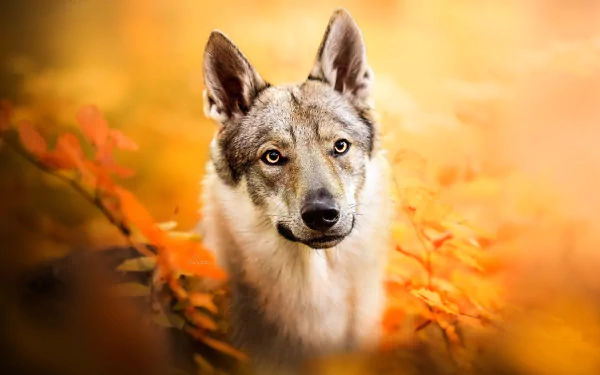 Animal wolfdog HD Desktop Wallpaper | Background Image