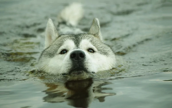 Animal husky HD Desktop Wallpaper | Background Image