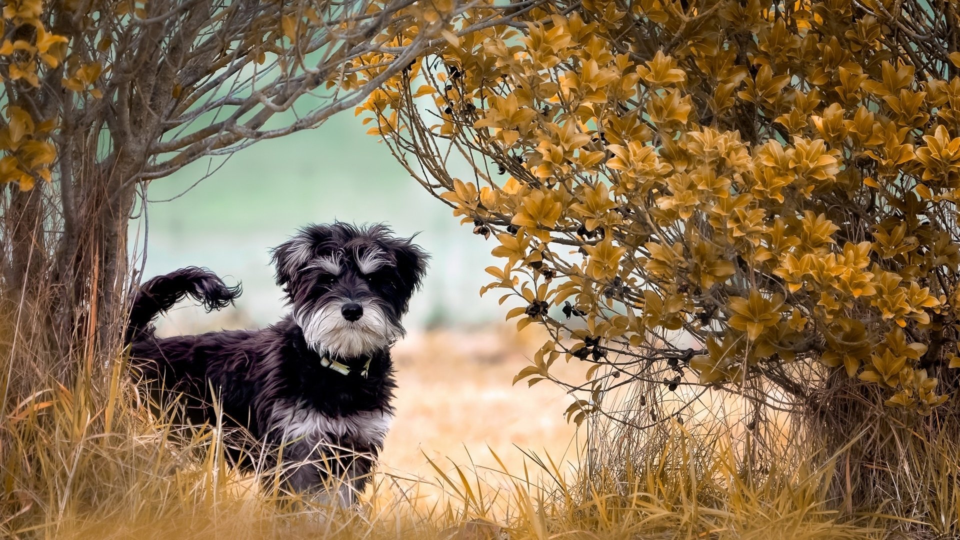 Download Animal Dog HD Wallpaper | 1920x1080 | Wallpaper Abyss