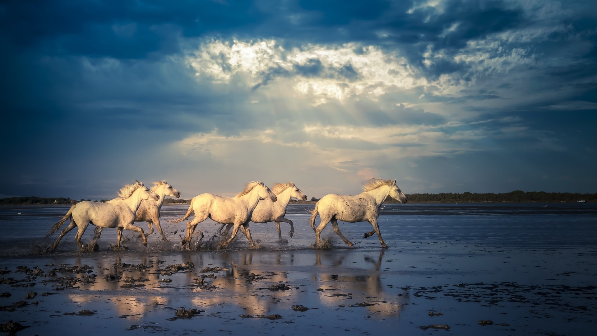 A group of white horses running across a reflective wet beach under a dramatic cloudy sky, captured in stunning 4K Ultra HD as a PC desktop wallpaper.
