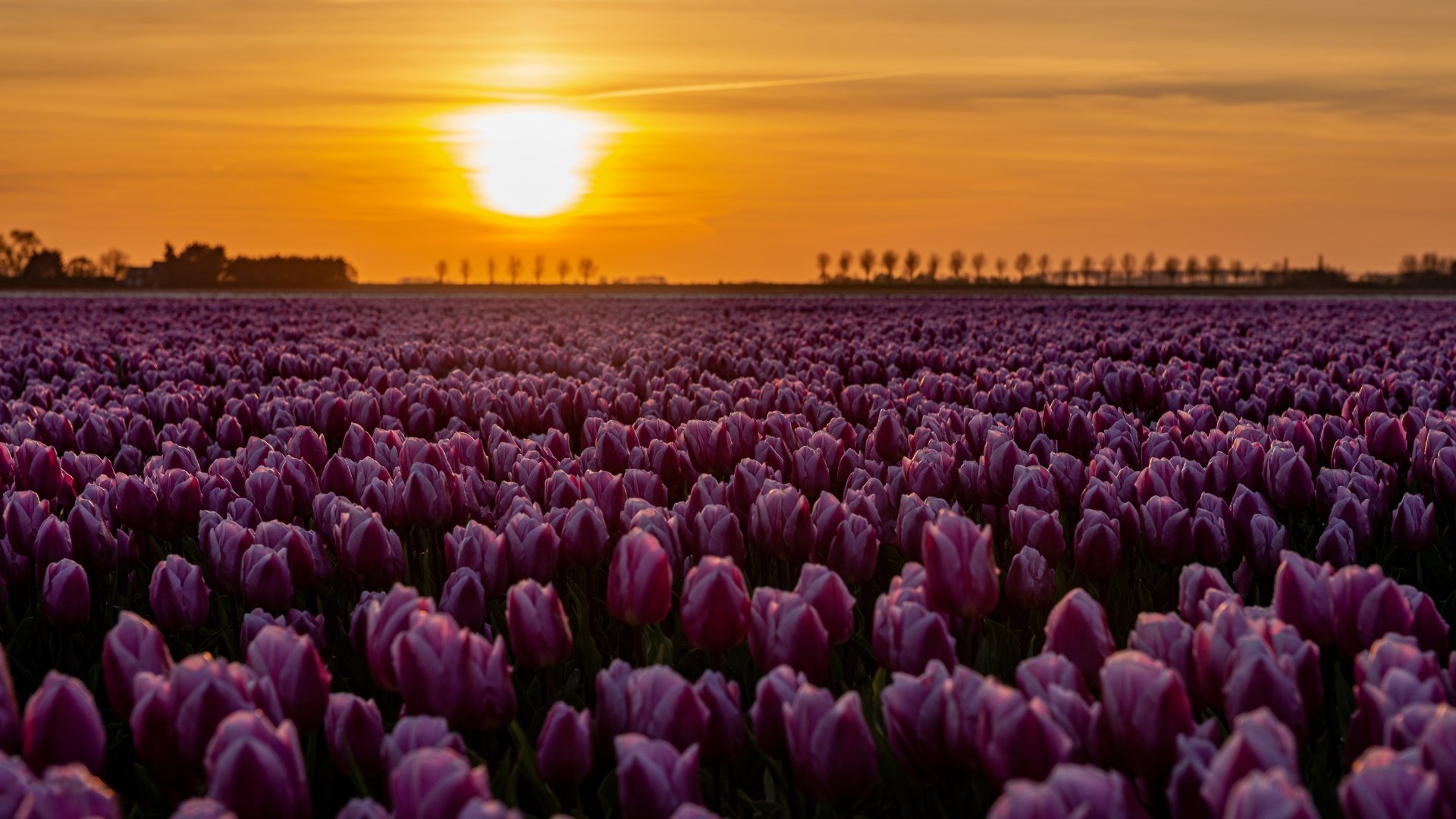 Download Pink Flower Sunset Nature Tulip 4k Ultra HD Wallpaper