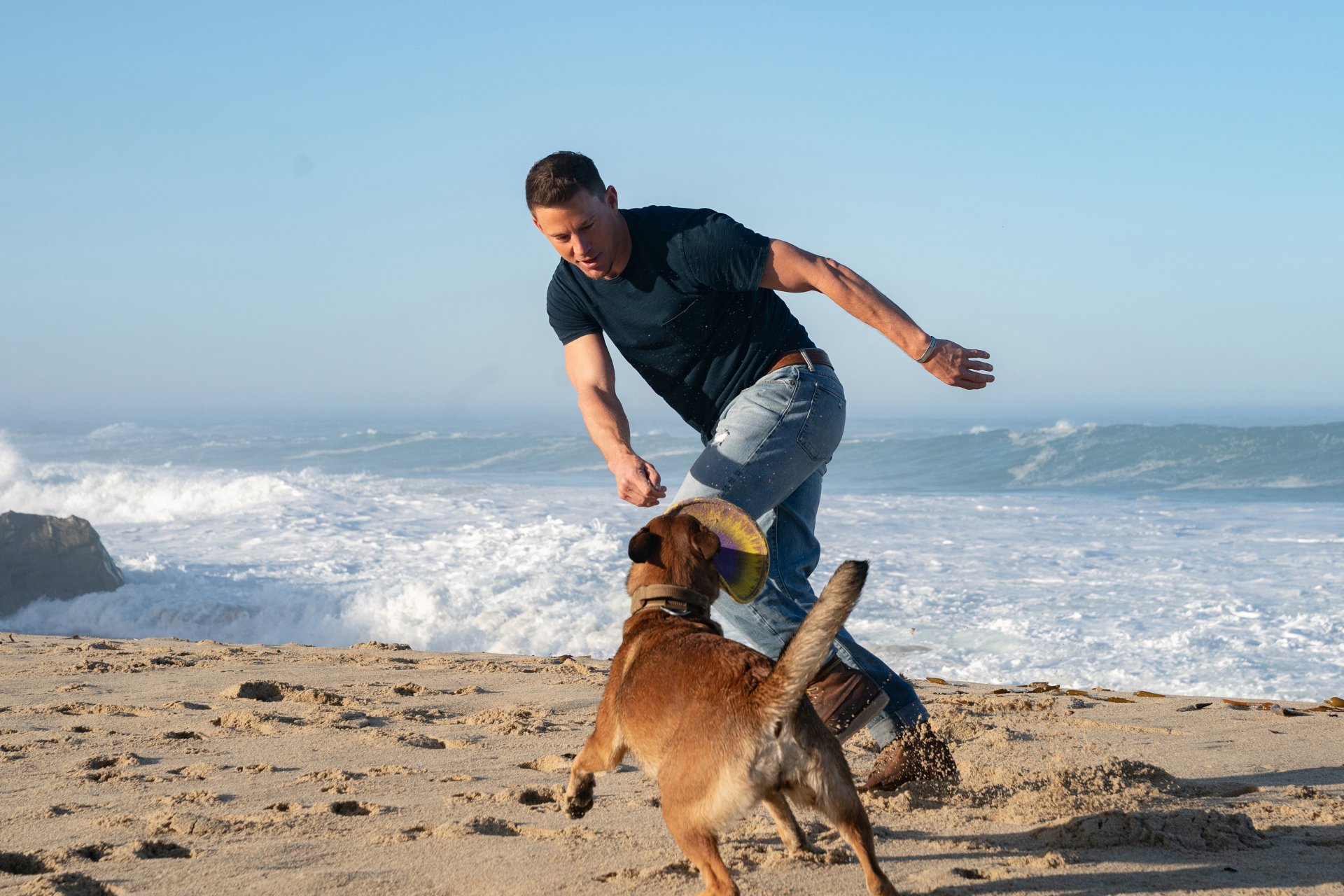 Download Channing Tatum Movie Dog 4k Ultra HD Wallpaper