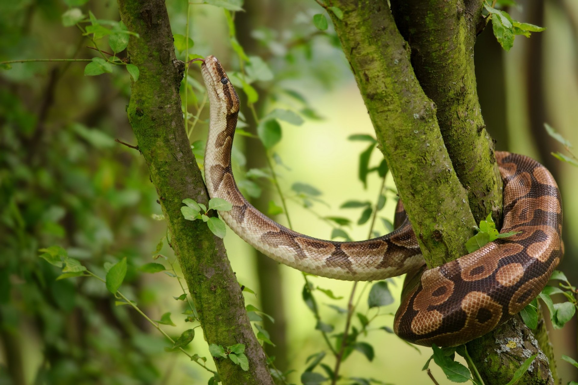 Ball Python Pictures  Download Free Images on Unsplash