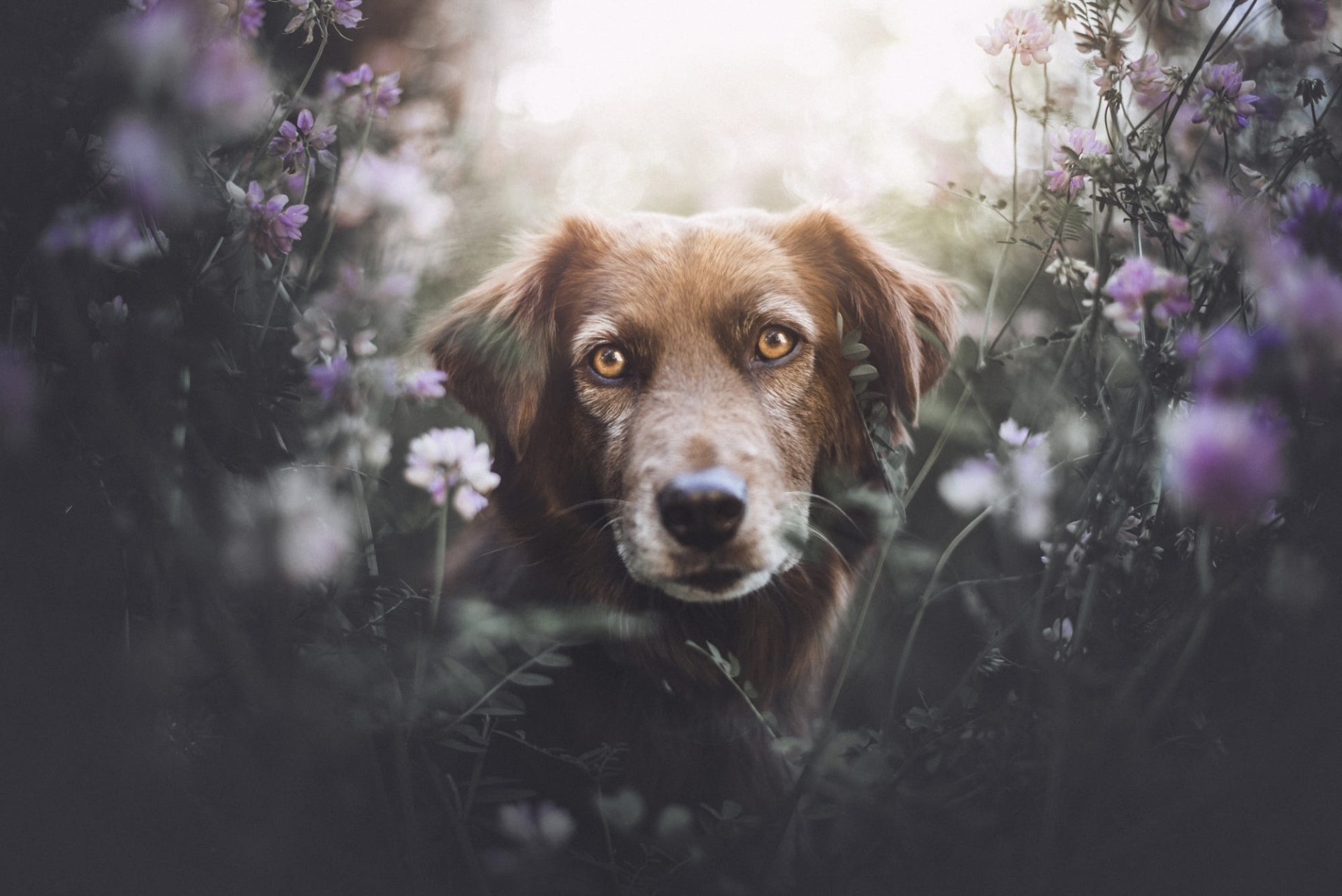 Download Stare Animal Nova Scotia Duck Tolling Retriever HD Wallpaper