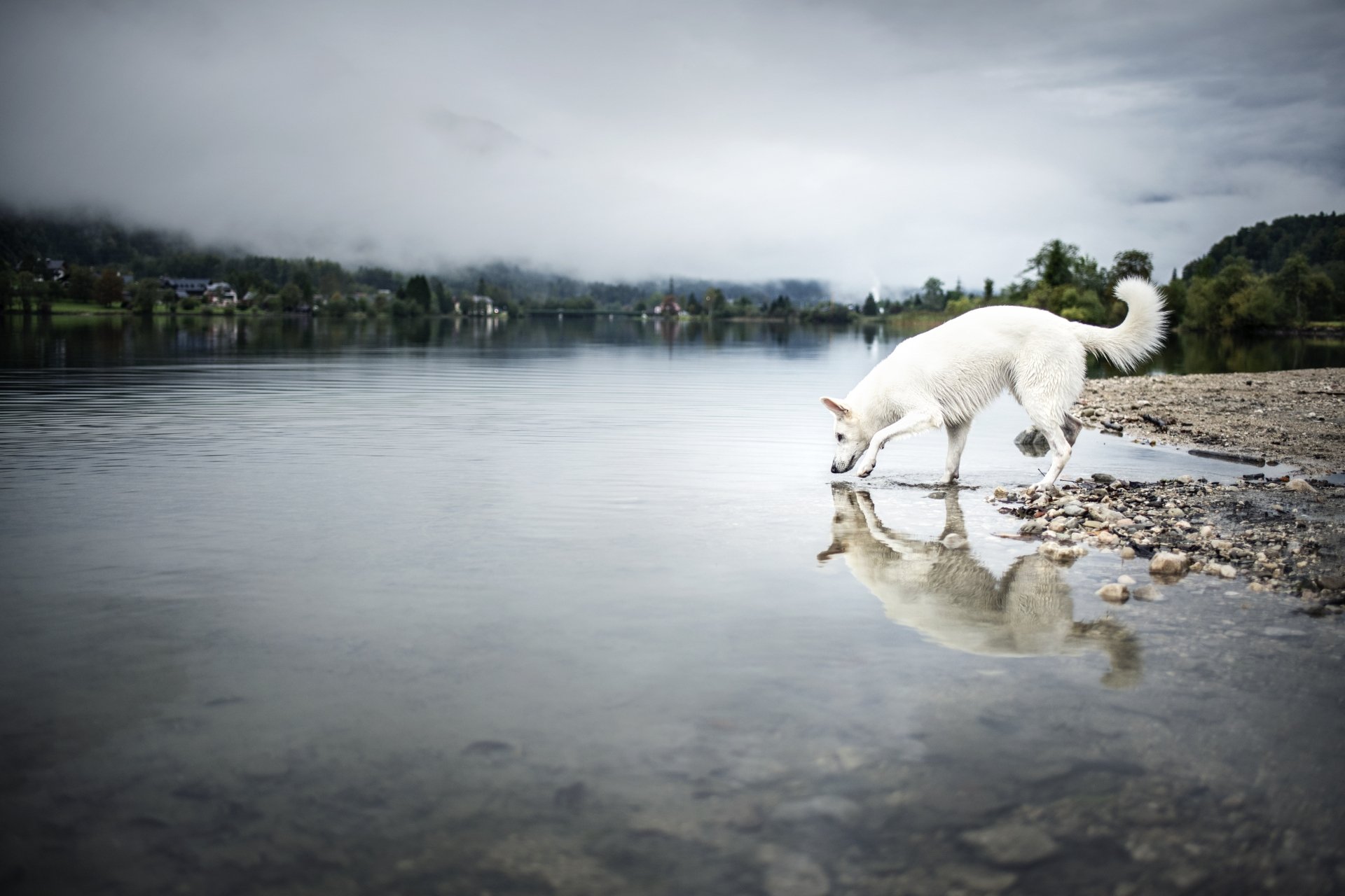 Download Reflection Animal Swiss Shepherd 4k Ultra HD Wallpaper