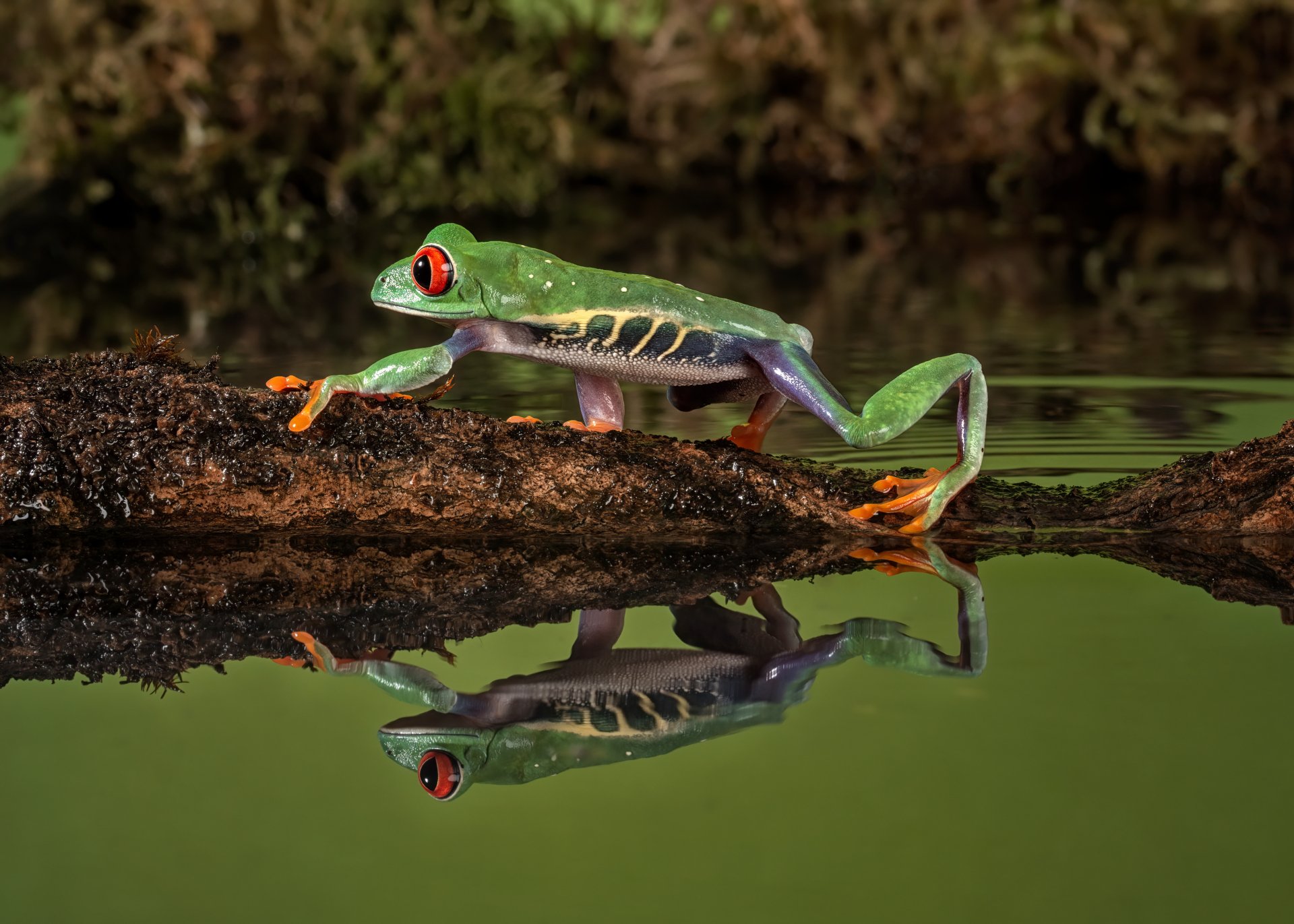 Download Reflection Animal Red-eyed Tree Frog 4k Ultra HD Wallpaper