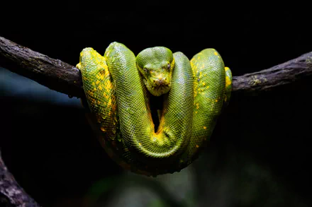 Animal python HD Desktop Wallpaper | Background Image