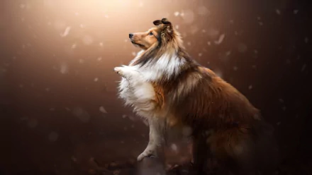 Animal shetland sheepdog HD Desktop Wallpaper | Background Image