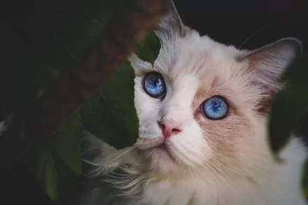 Ragdoll cat (animal) close-up with striking blue eyes peering through leaves — HD PC desktop wallpaper/background, soft fur against a dark backdrop.