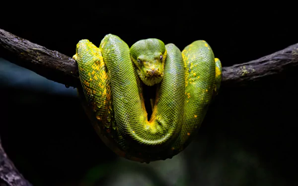 Animal python HD Desktop Wallpaper | Background Image