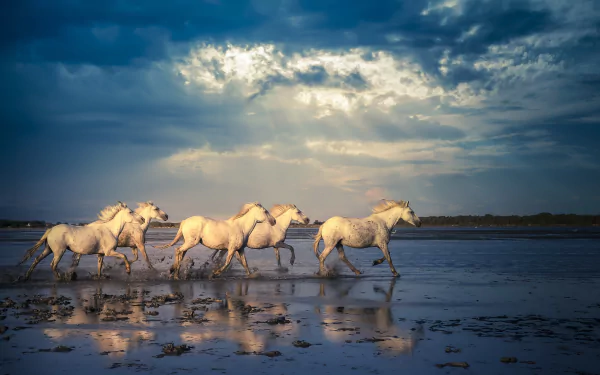 A group of white horses running across a reflective wet beach under a dramatic cloudy sky, captured in stunning 4K Ultra HD as a PC desktop wallpaper.