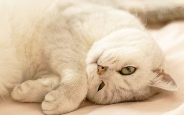 Animal British Shorthair HD Desktop Wallpaper | Background Image