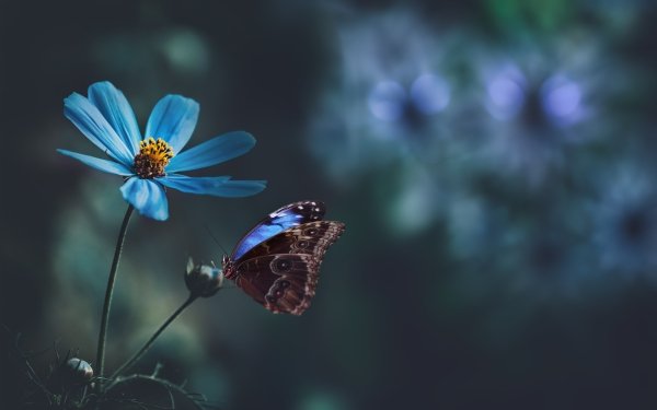 Animal Butterfly Insects Macro Blue Flower HD Wallpaper | Background Image