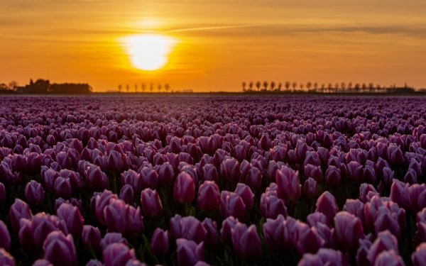 Earth Tulip Flowers Sunset Pink Flower HD Wallpaper | Background Image