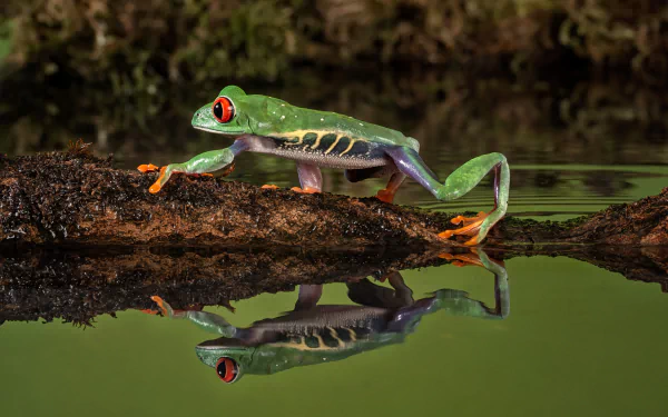 reflection Animal red-eyed tree frog HD Desktop Wallpaper | Background Image