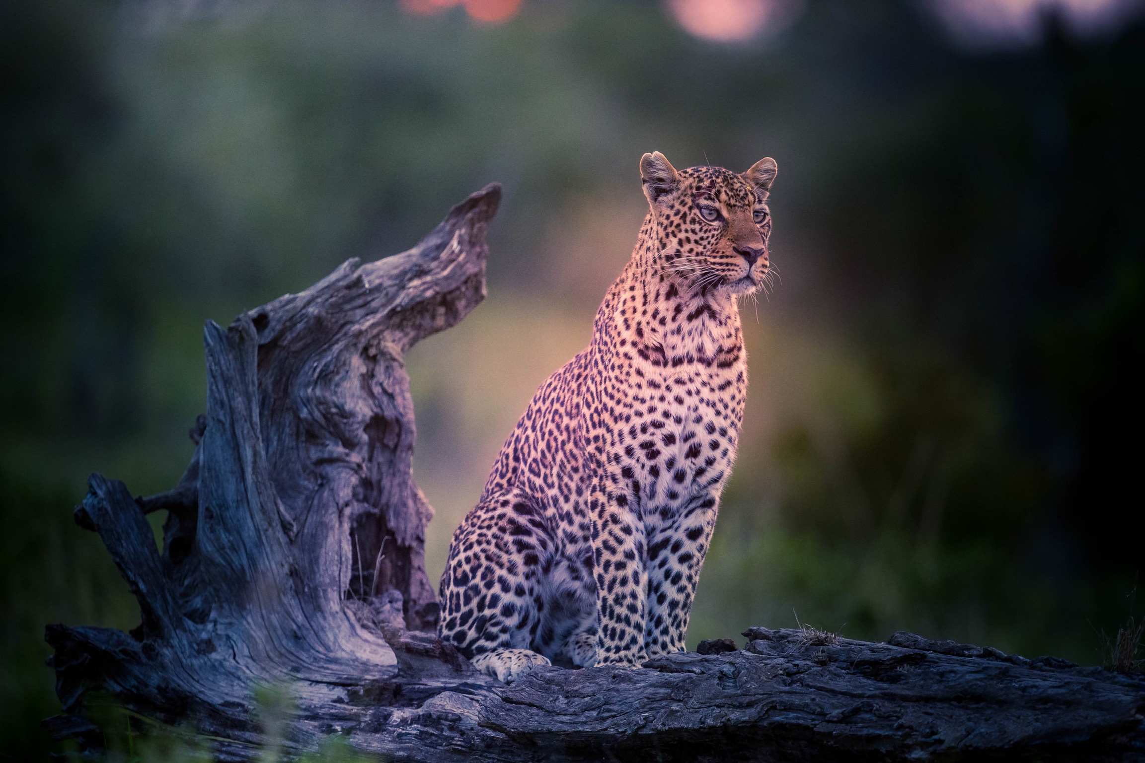 Animal Leopard HD Wallpaper