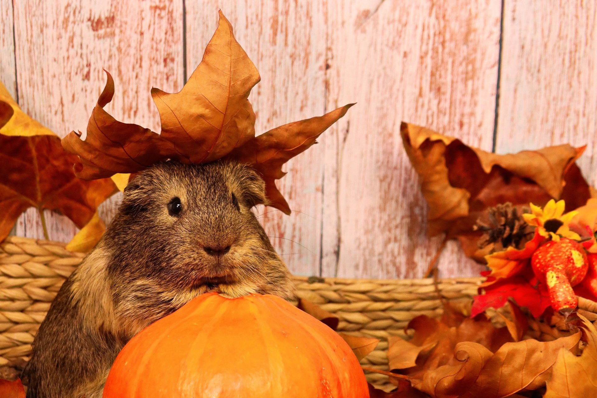 Download Rodent Animal Guinea Pig 4k Ultra HD Wallpaper