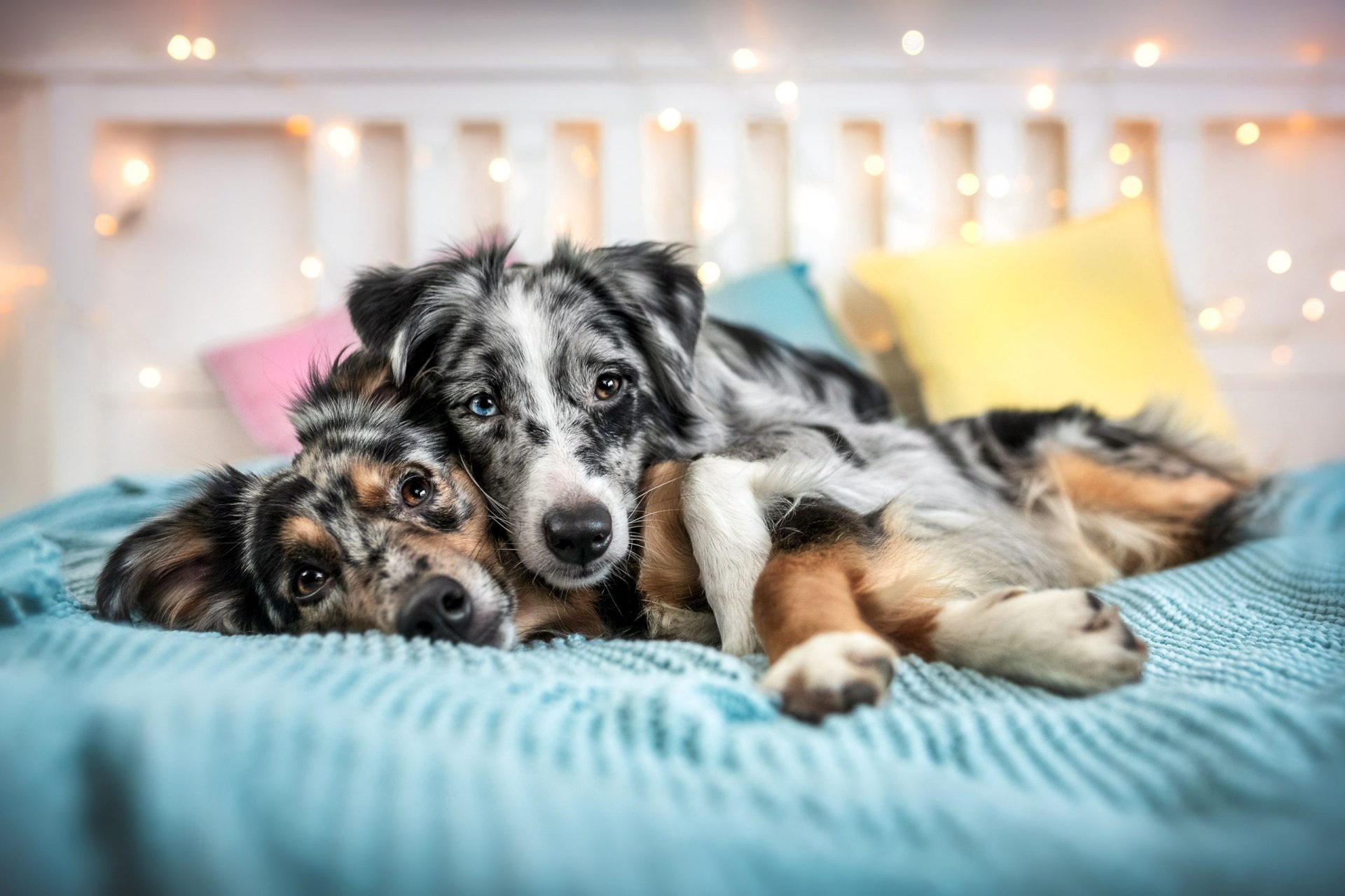 Download Animal Australian Shepherd HD Wallpaper