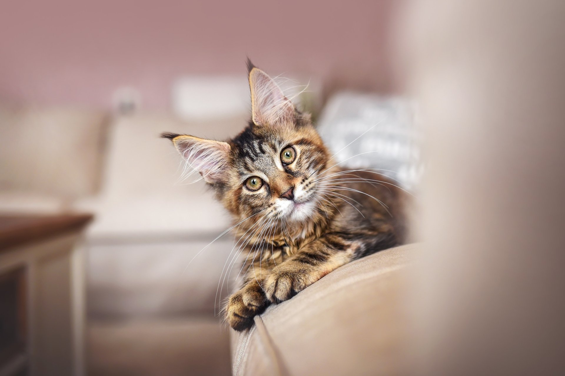 Download Animal Maine Coon HD Wallpaper