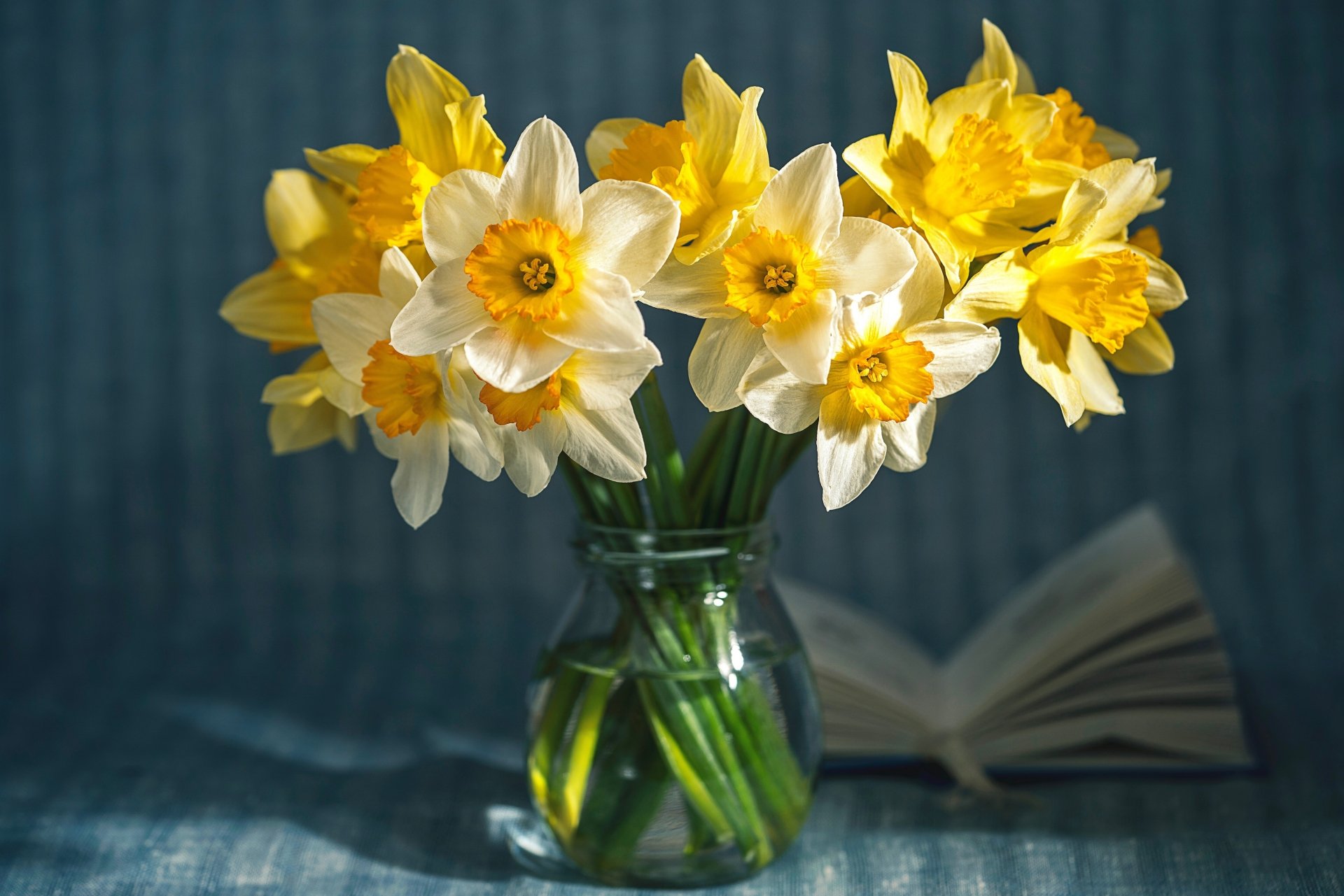 Download Daffodil Man Made Flower 4k Ultra HD Wallpaper