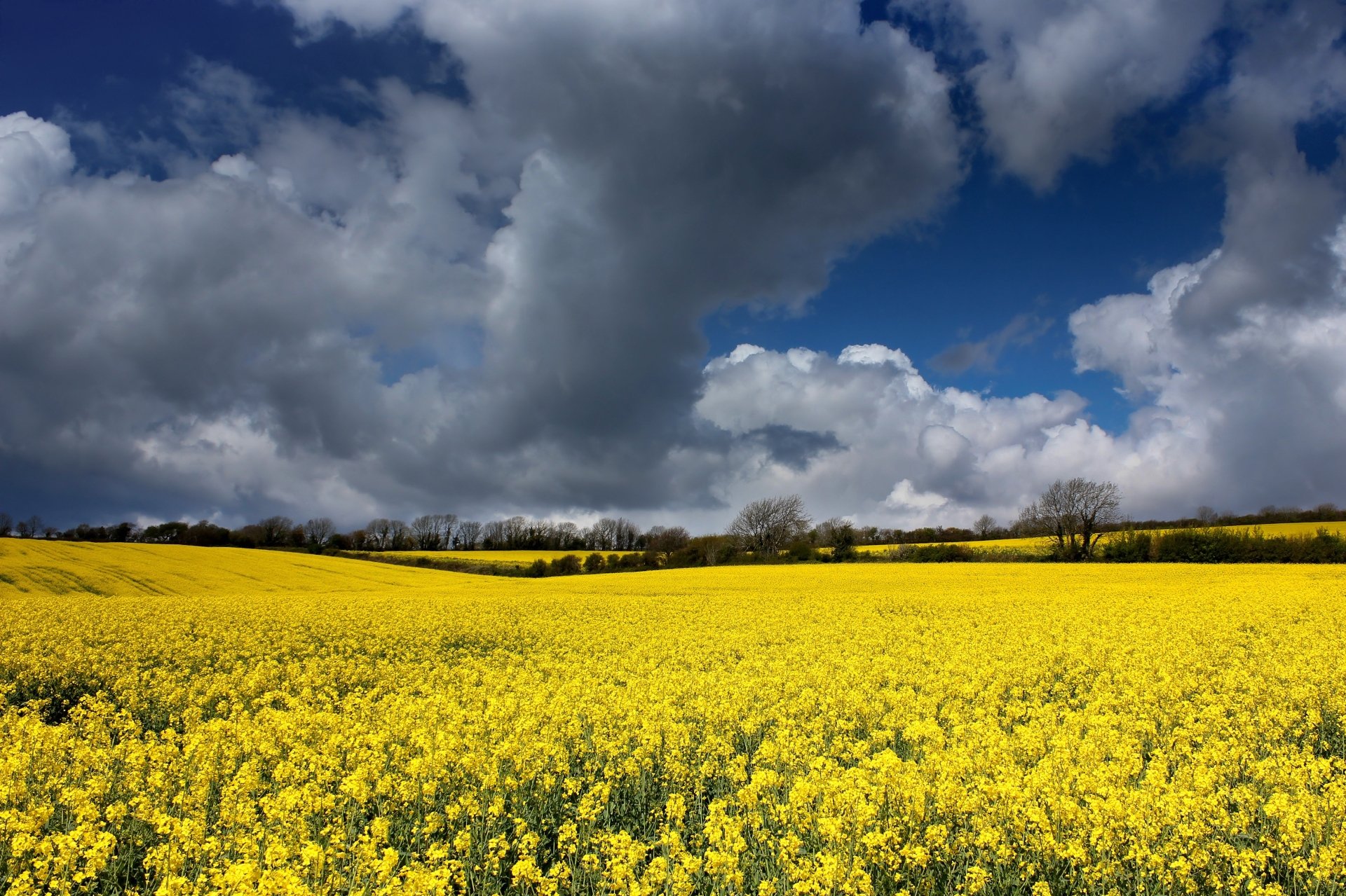 Download Field Nature Rapeseed 4k Ultra HD Wallpaper