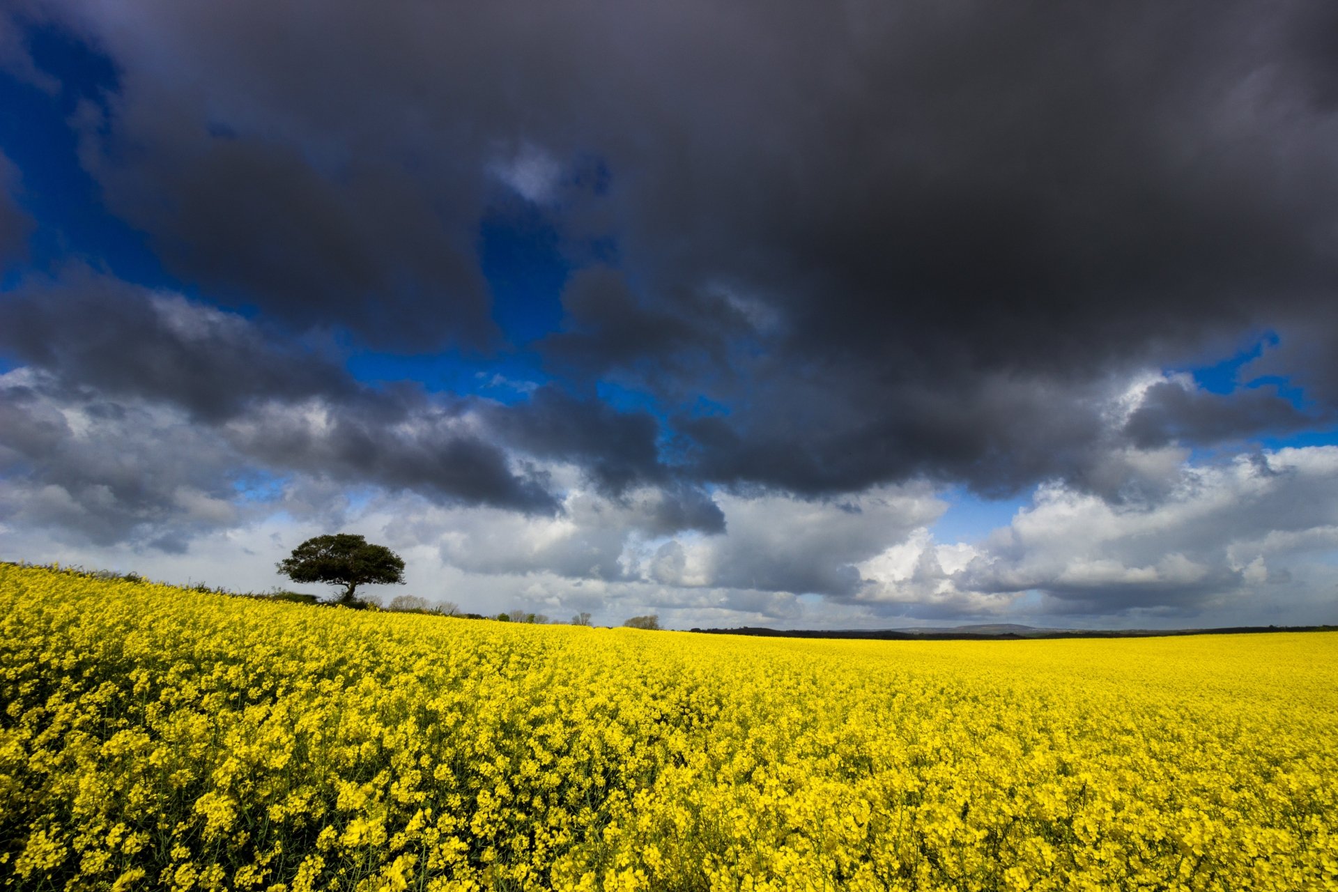 Download Field Nature Rapeseed 4k Ultra HD Wallpaper