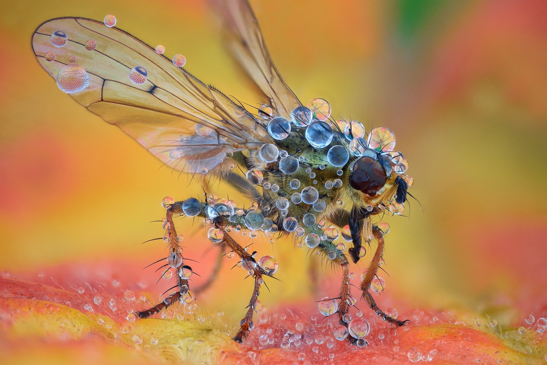 Download Macro Water Drop Animal Fly HD Wallpaper