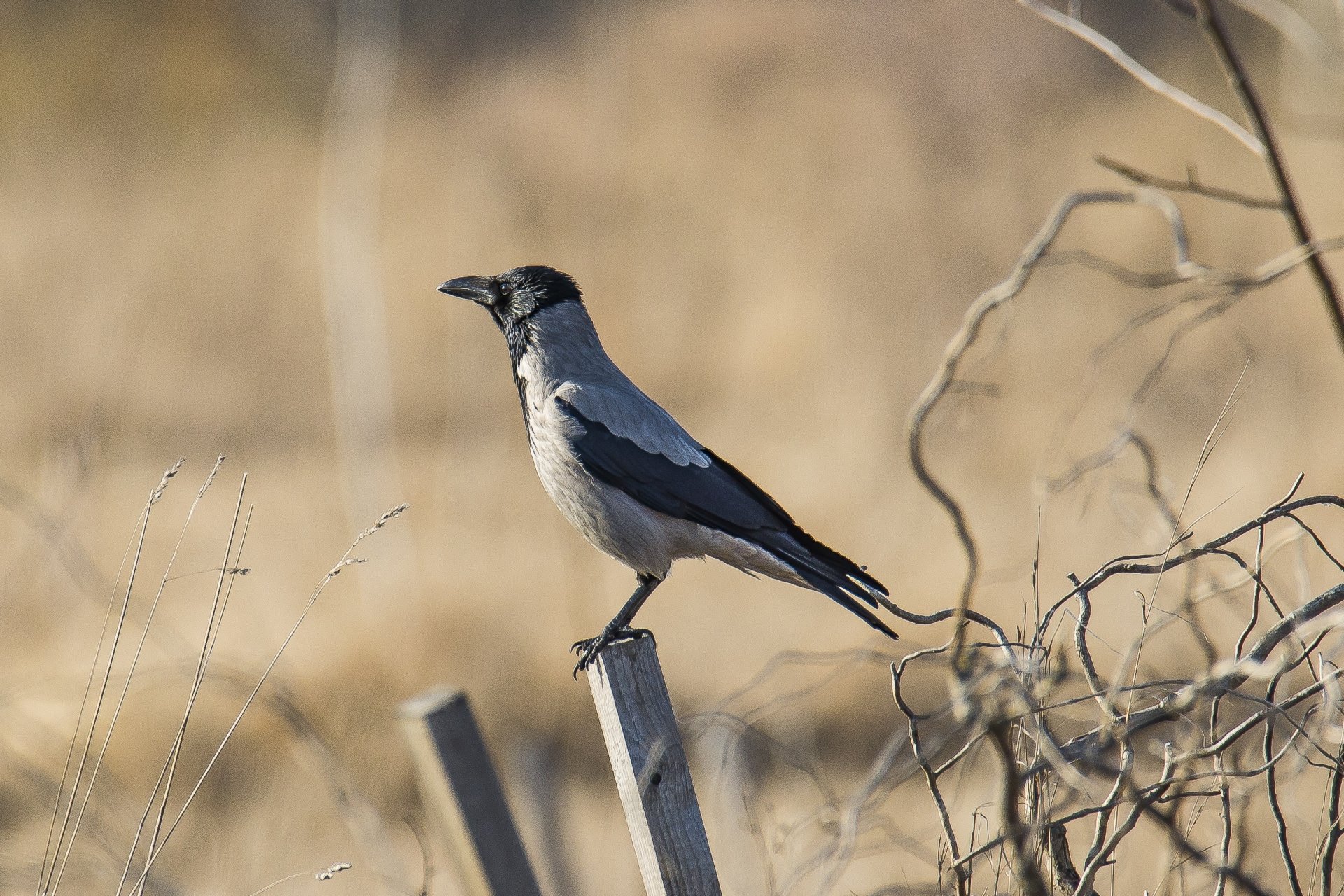 Download Hooded Crow Animal Crow HD Wallpaper