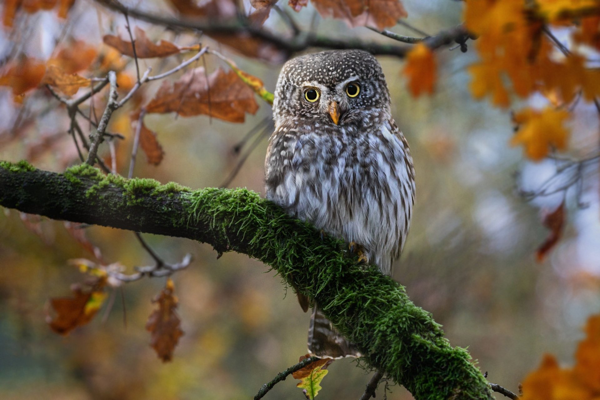 Download Animal Owl HD Wallpaper
