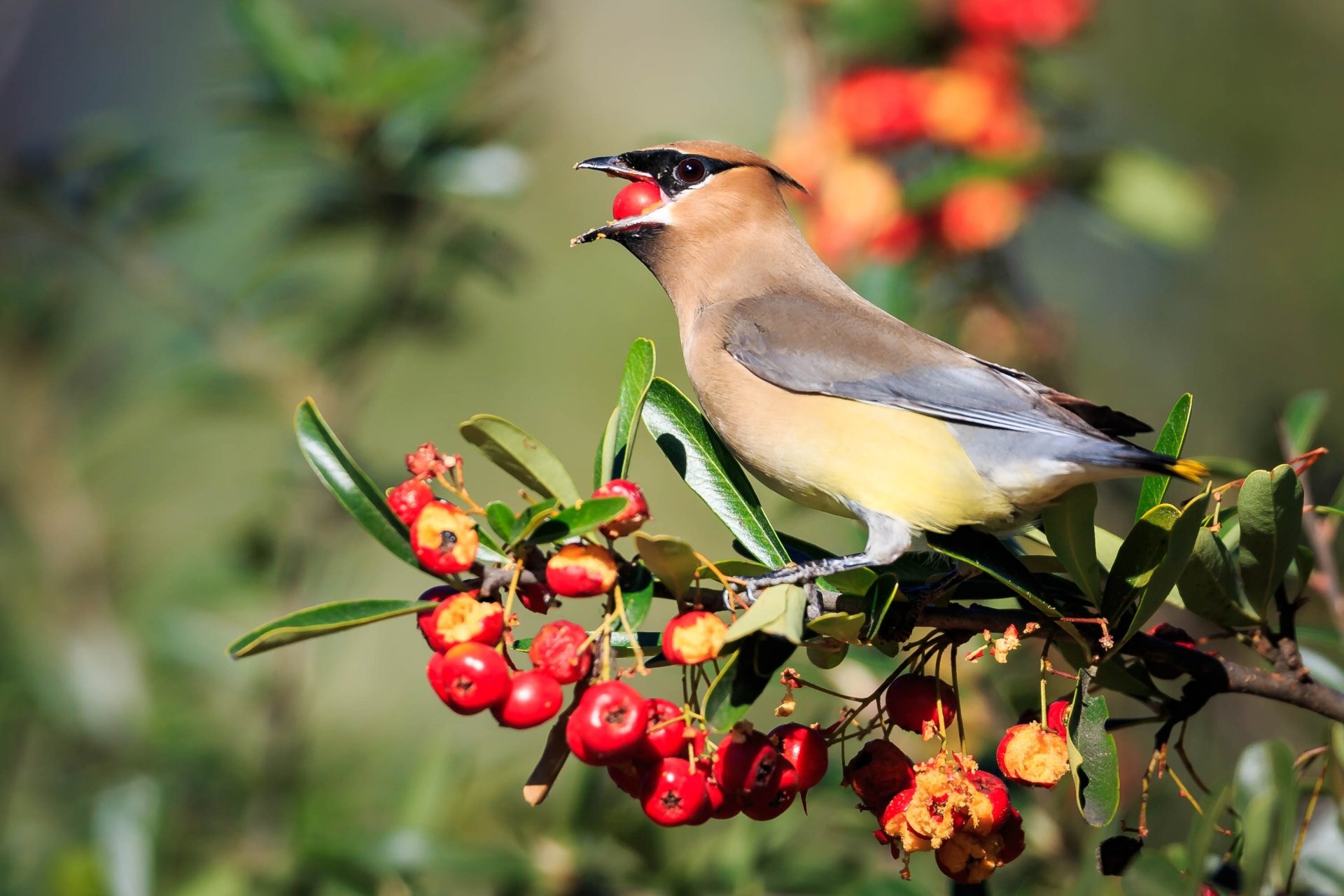 Download Animal Waxwing HD Wallpaper