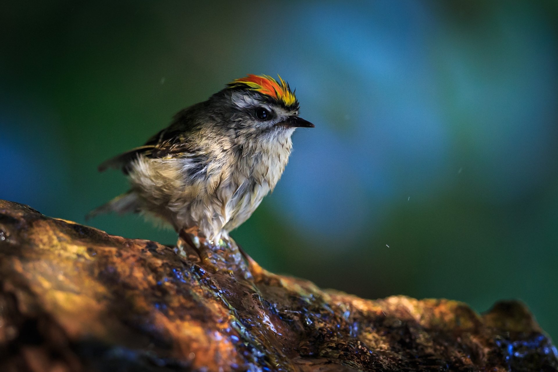 Download Animal Wren HD Wallpaper