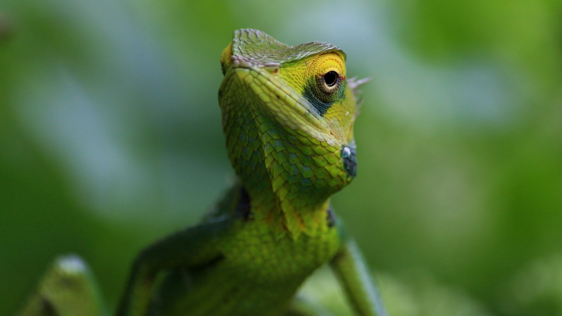 Download Animal Chameleon 4k Ultra HD Wallpaper